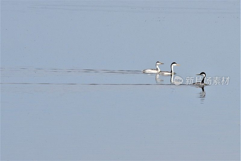 Clark's和Western Grebes